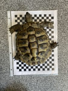 Griechische Landschildkröte gefunden!